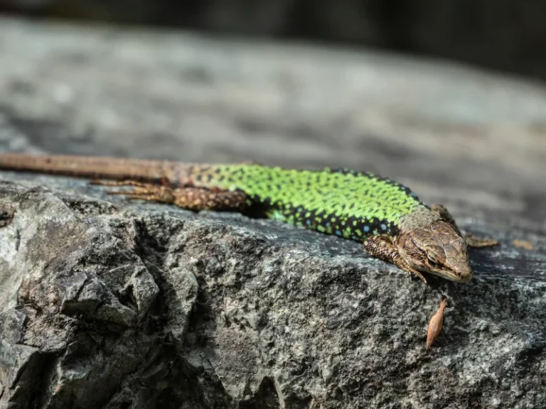 Faune et flore des corbieres fenouilledes oxygen aventure 12