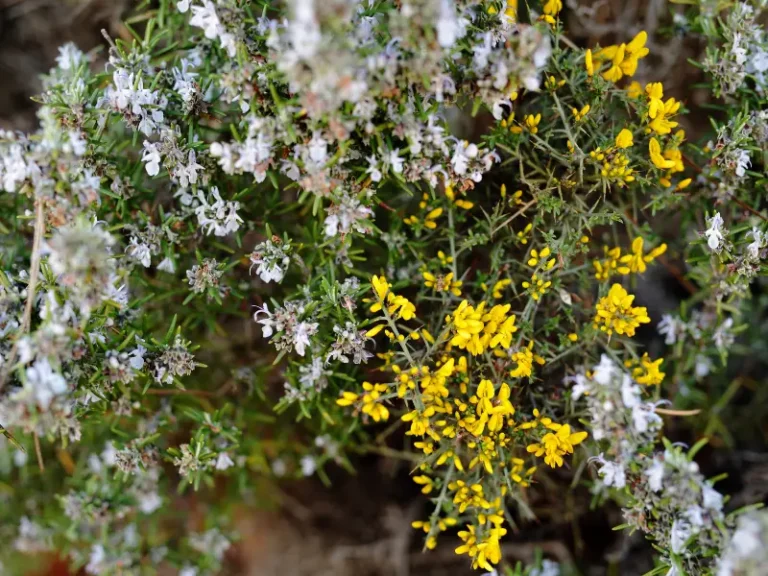Faune et flore des corbieres fenouilledes oxygen aventure 6