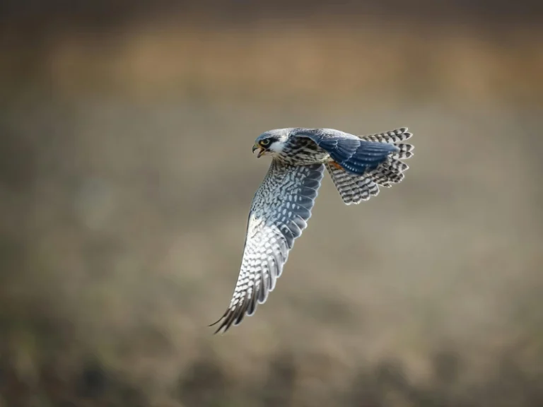 Faune et flore des corbieres fenouilledes oxygen aventure 8